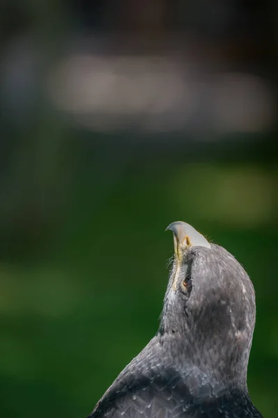 Gros plan de l'aigle buse à poitrine noire regardant verticalement — Photo