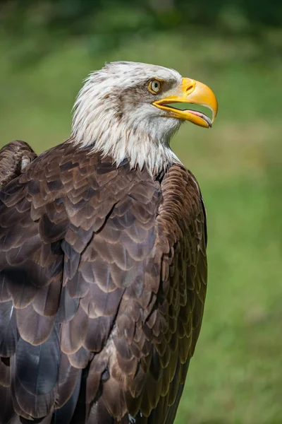 Close-up de águia careca com bico aberto — Fotografia de Stock