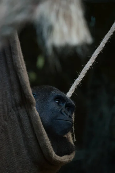 Gorila olha para fora da rede de pano sombrio — Fotografia de Stock