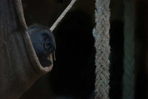 Gorilla mira hacia fuera de la hamaca de la cuerda sombreada — Foto de Stock