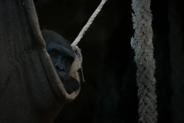 El gorila mira hacia fuera de la hamaca sombreada de la cuerda — Foto de Stock