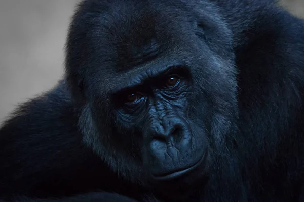 Close-up of gorilla looking straight at camera — Stock Photo, Image