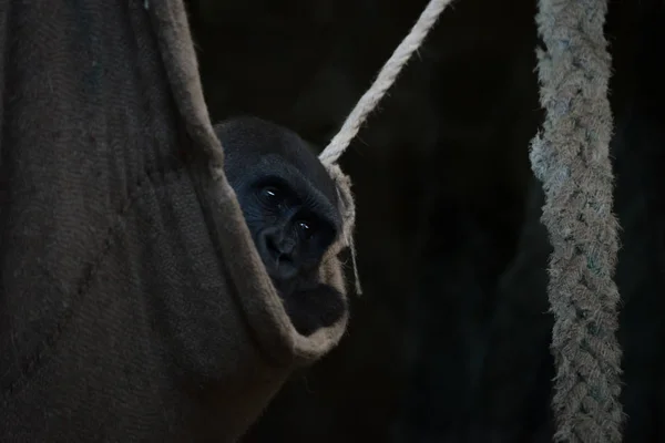 Gorila olha para fora da rede na escuridão — Fotografia de Stock
