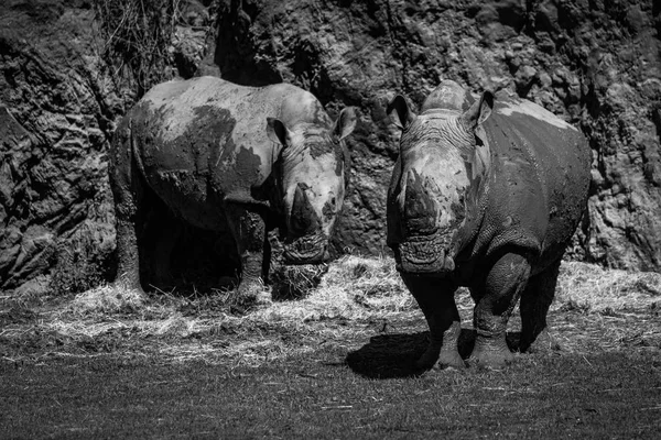 Mono par de rinocerontes blancos debajo del acantilado —  Fotos de Stock