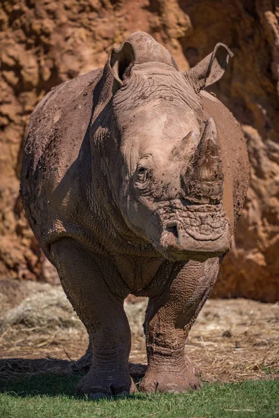 Rinoceronte blanco parado junto al acantilado sobre hierba —  Fotos de Stock