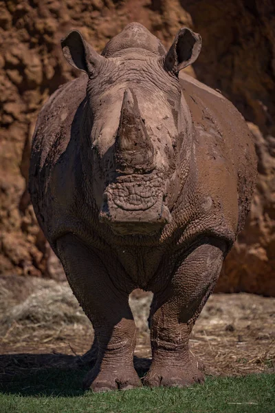 Witte neushoorn staat recht naar de camera te kijken — Stockfoto