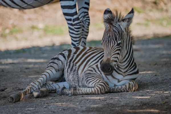 Bebê Grevy zebra deitado ao lado da mãe — Fotografia de Stock