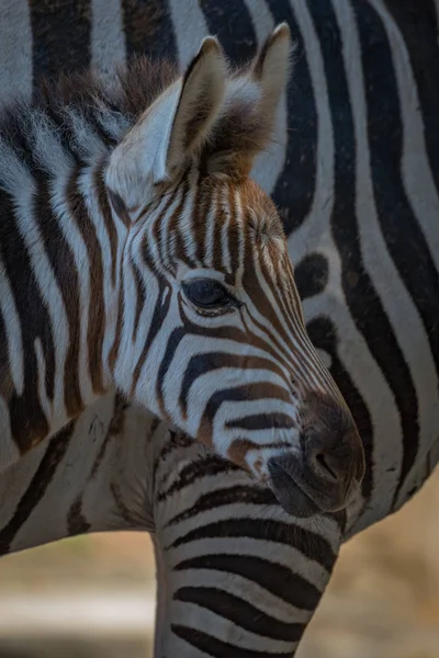 Close-up de Grevy zebra potro ao lado da mãe — Fotografia de Stock