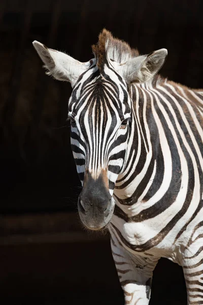 Közeli kép a Grevy zebra állandó napsütésben — Stock Fotó
