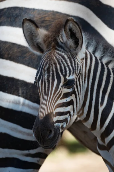 Close-up de Grevy zebra potro pela mãe — Fotografia de Stock