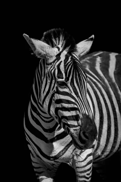 Моно крупный план Греви зебры, оглядывающейся — стоковое фото