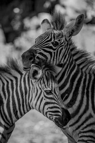 Mono-Nahaufnahme von fettigen Zebras, die ein anderes nuscheln — Stockfoto