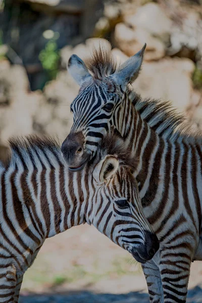 Primo piano di Grevy zebra poggia su un altro — Foto Stock