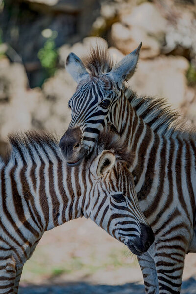 Close-up of Grevy zebra resting on another