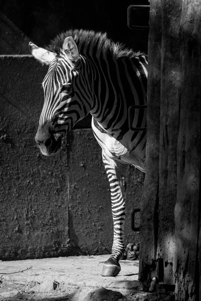 Mono Grevy Zebra steht in sonniger Scheune — Stockfoto