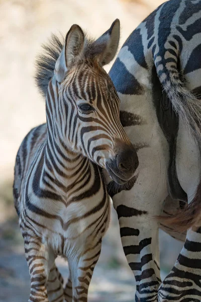 Close-up do bebê Grevy zebra por mãe — Fotografia de Stock