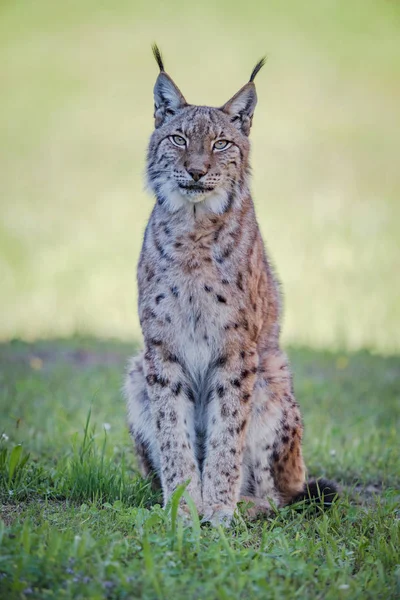 Lynx sits on grass looking at camera