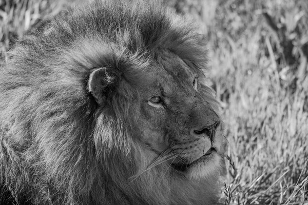 Mono-Nahaufnahme eines männlichen Löwen im Liegen — Stockfoto