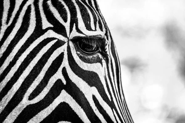 Primo piano mono di Grevy zebra occhio destro — Foto Stock