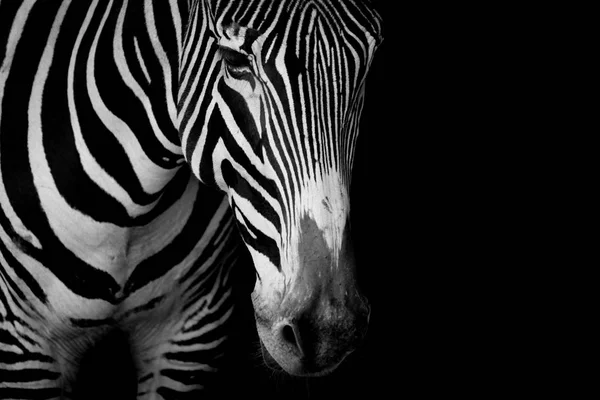 Mono close-up van Grévyzebra zebra in donker — Stockfoto