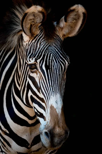 Arkasında karanlık olan Grevy zebra'nın yakın çekimi — Stok fotoğraf