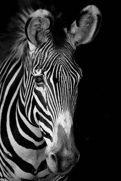 Mono-Nahaufnahme eines fettigen Zebras, das nach vorne blickt — Stockfoto