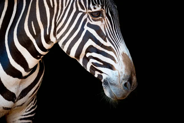 Grevy zebra baş ve boynunun yakın çekim — Stok fotoğraf