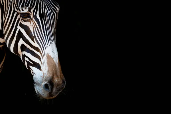 Primo piano di Grevy zebra sbirciare nel telaio — Foto Stock