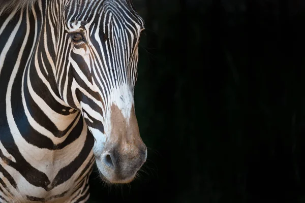 Közeli a Grevy Zebra bámult előre — Stock Fotó