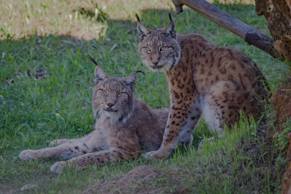 Two lynx under tree looking at camera — Stok fotoğraf