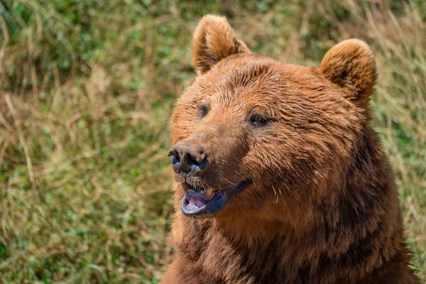 Close-up of brown bear head in sunshine — Stock Photo, Image