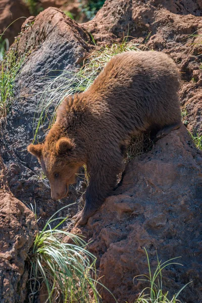 Brown bear climbs down gully between rocks — Stock Photo, Image