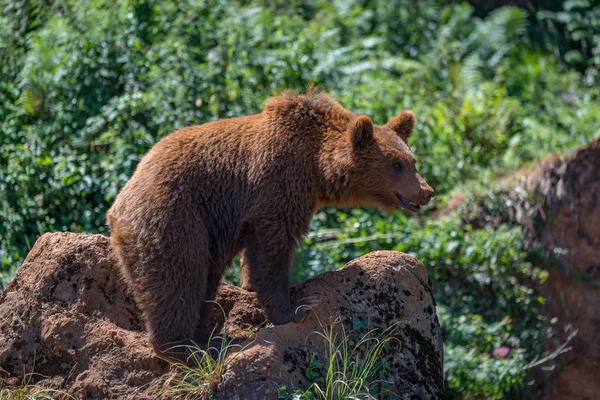 Καφέ αρκούδα που στέκεται πάνω σε βράχο στην υποανάπτυξη — Φωτογραφία Αρχείου
