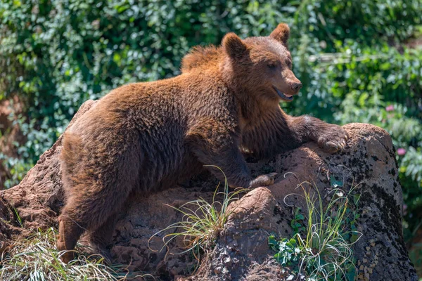 Brunbjörn som ligger på klippan bland undervegetation — Stockfoto