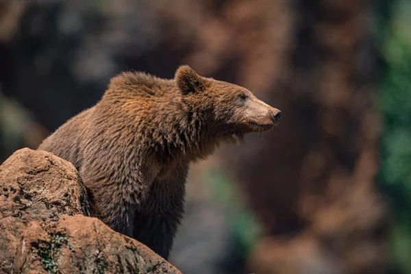 Urso marrom na rocha com fundo embaçado — Fotografia de Stock