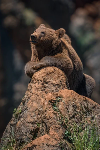 Brown bear lying on rock in sunshine — Stock Photo, Image