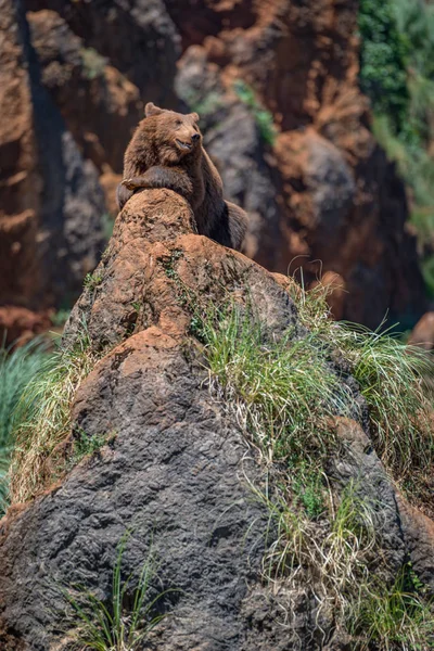 Brown bear in sunlight lying on rock — Stock Photo, Image