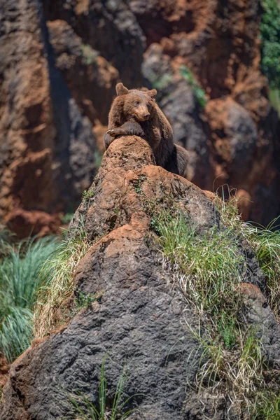 Brunbjörn i solsken liggande på Rock — Stockfoto