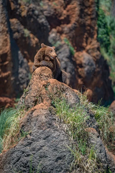 Urso marrom na luz do sol deitado sobre rochas — Fotografia de Stock