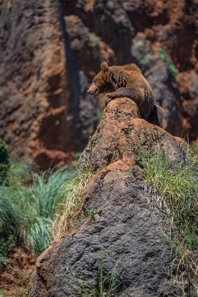 Brown bear in profile lying on rock — Stock Photo, Image