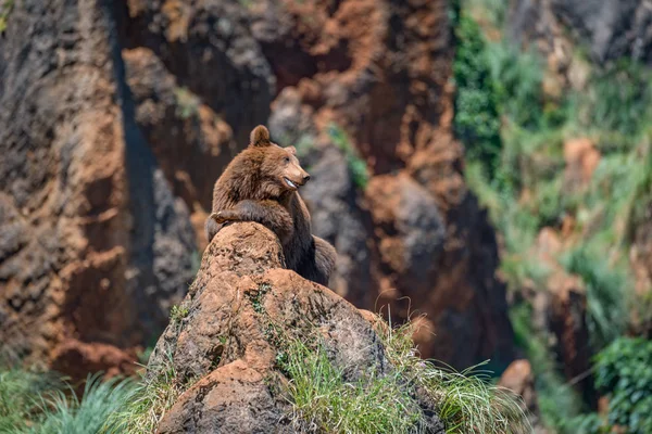 Urso castanho na rocha com a boca aberta — Fotografia de Stock