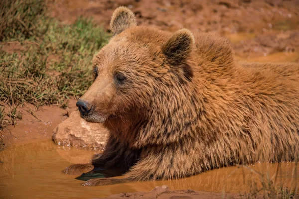Brown bear lying in mud in sunshine — Stock Photo, Image