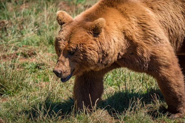 Gros plan de l'ours brun marchant dans l'herbe — Photo