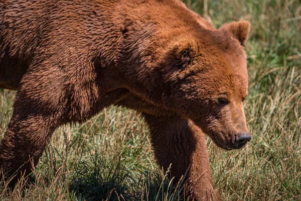 Närbild av brunbjörn vandring i gräsmark — Stockfoto