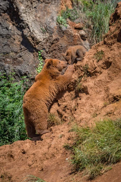 Brunbjörn mamma når upp till Cub — Stockfoto