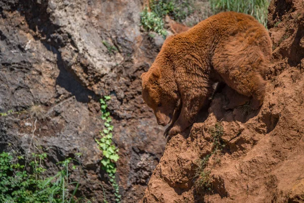 Urso marrom empoleirado em rocha vermelha íngreme — Fotografia de Stock