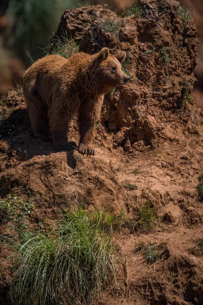 Urso marrom fica em afloramento rochoso vermelho — Fotografia de Stock