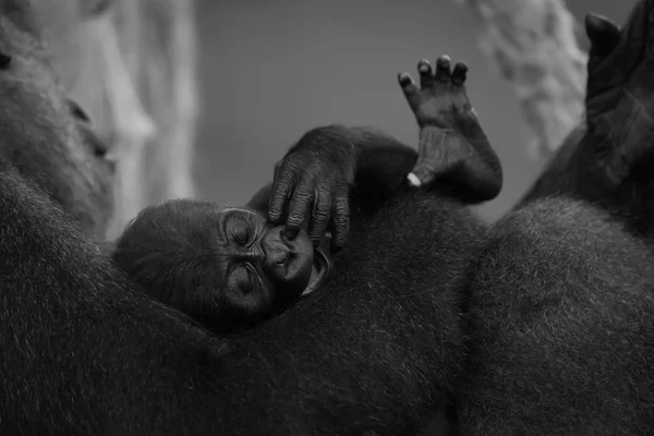 Mono bébé gorille dans les bras de la mère — Photo