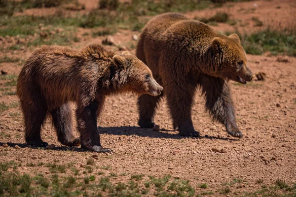 Dois ursos marrons caminham em solo rochoso — Fotografia de Stock