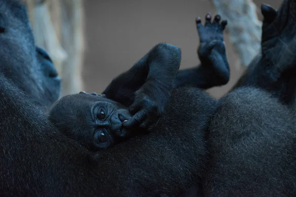 Le bébé gorille se trouve dans les bras de la mère — Photo